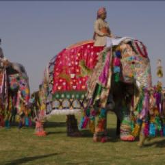 elephant festival jaipur- 2